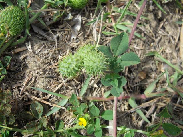 Da identificare -   Medicago cfr. intertexta