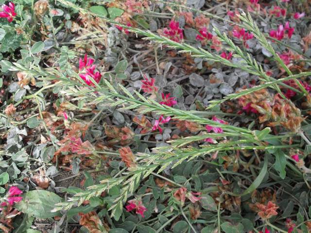 Da confermare Lolium multiflorum o perenne ?