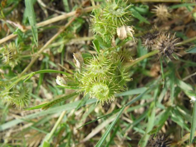 Da confermare - Medicago cfr. minima