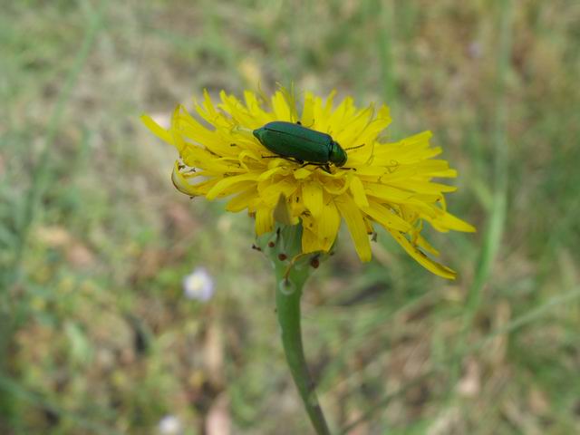 Dasytidae ?  No, Cabalia segetum, Meloidae