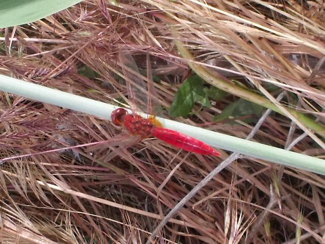Libellulidae: Crocothemis erythraea, maschio