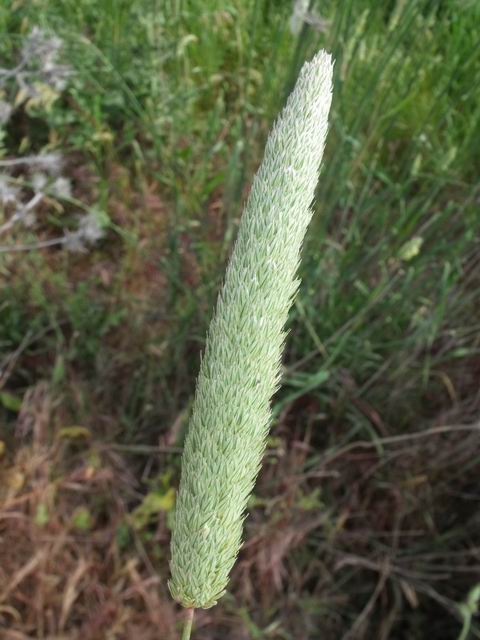 Phalaris cfr. truncata