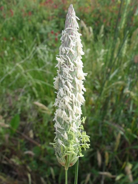 Phalaris cfr. truncata