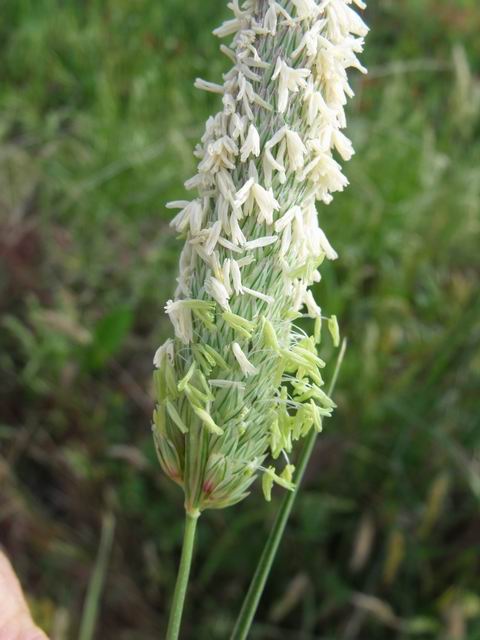 Phalaris cfr. truncata