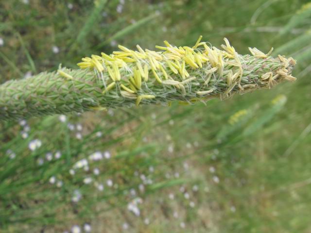 Phalaris cfr. truncata