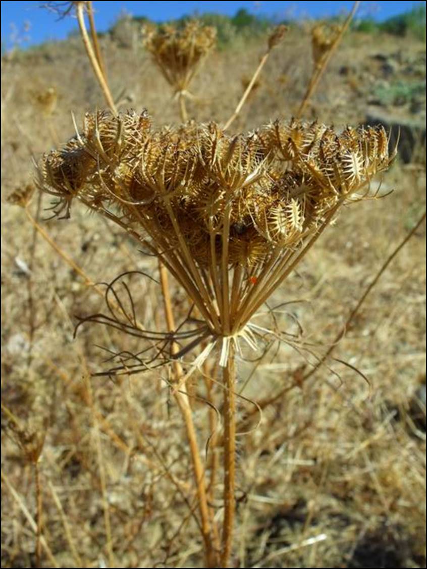 Daucus muricatus?