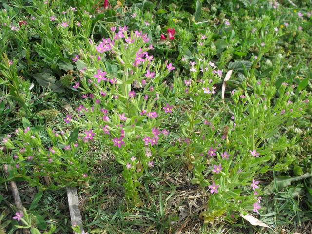 Da confermare Centaurium erythraea?