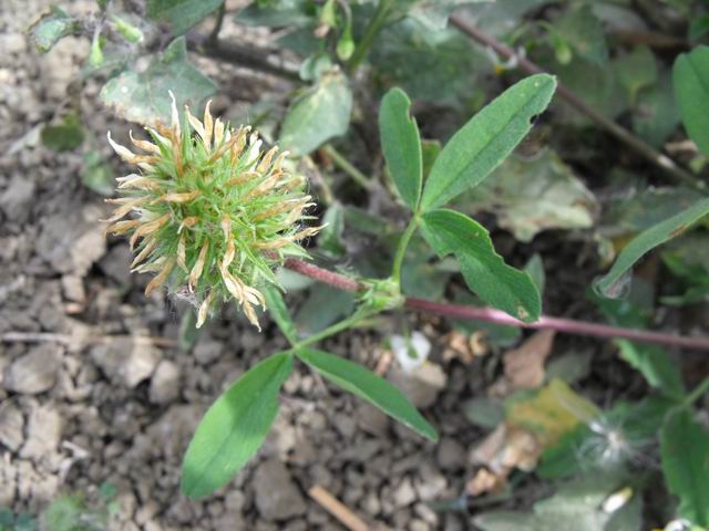 Da confermare trifolium?