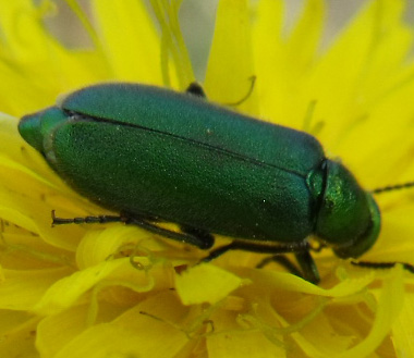 Dasytidae ?  No, Cabalia segetum, Meloidae