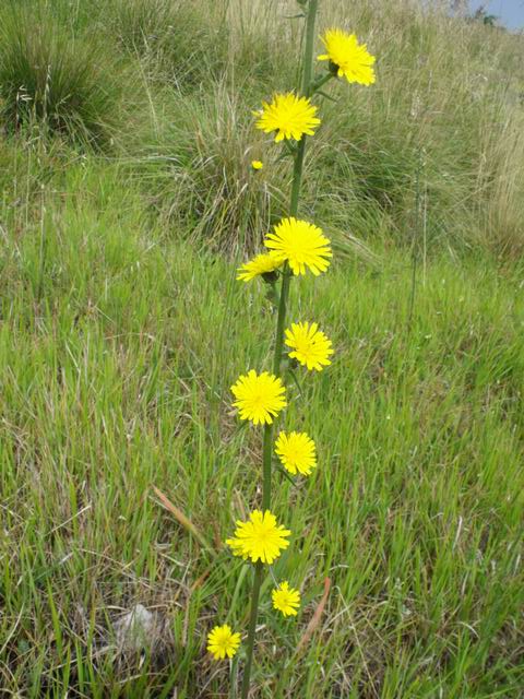 Picris hieracioides