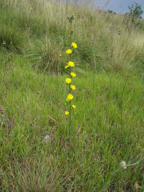 Picris hieracioides