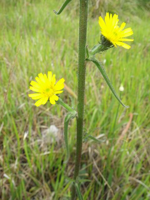 Picris hieracioides