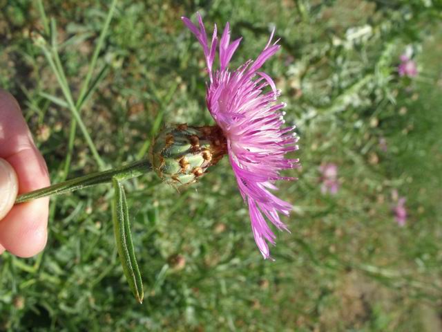 Centaurea diluta / Fiordaliso del nord Africa