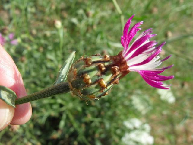 Centaurea diluta / Fiordaliso del nord Africa