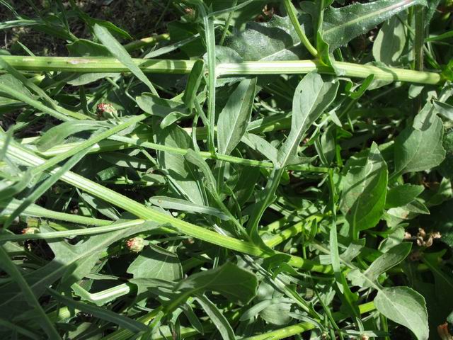 Centaurea diluta / Fiordaliso del nord Africa