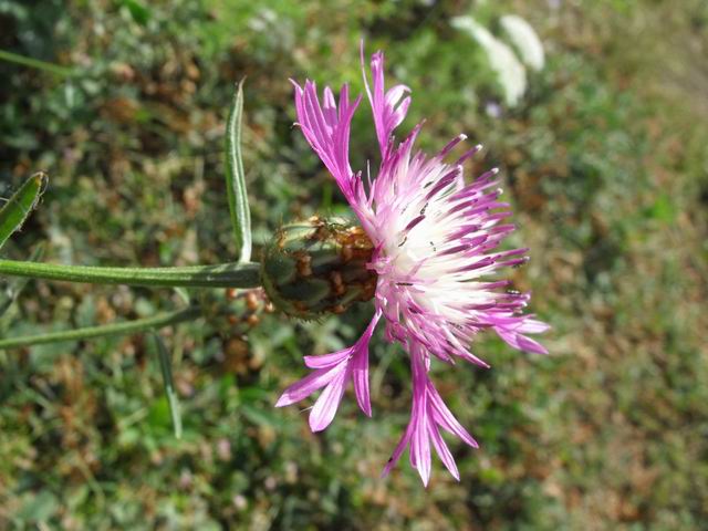 Centaurea diluta / Fiordaliso del nord Africa