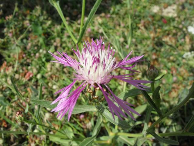 Centaurea diluta / Fiordaliso del nord Africa