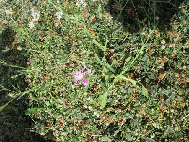 Centaurea diluta / Fiordaliso del nord Africa