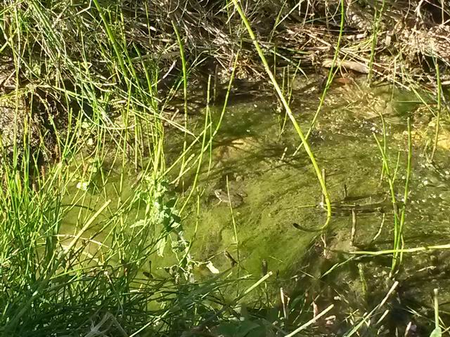 Da identificare - Pelophylax sp. (prov. Palermo)