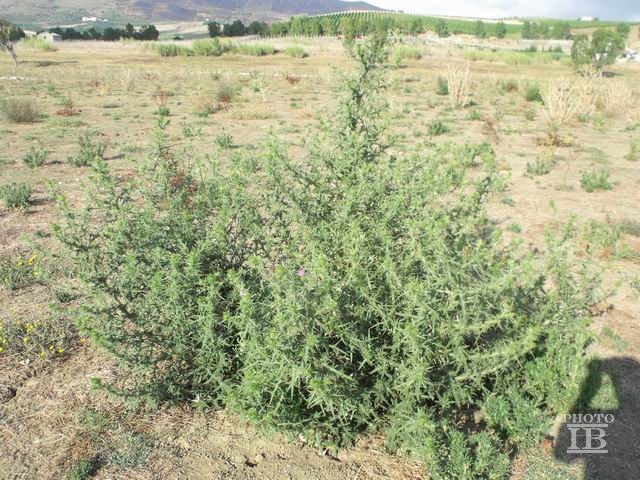 Cirsium vulgare