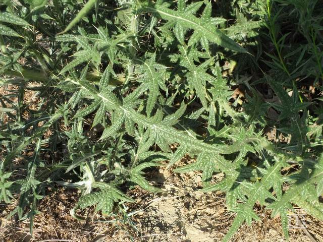 Cirsium vulgare