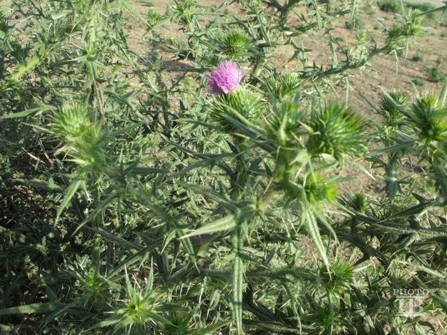 Cirsium vulgare