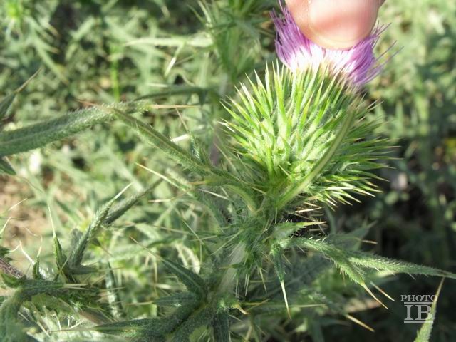 Cirsium vulgare