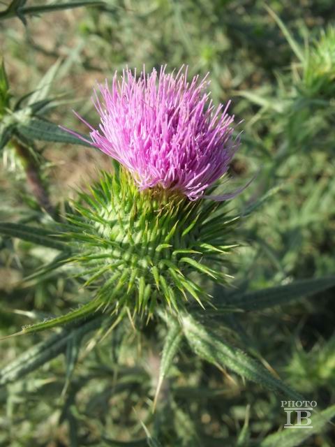 Cirsium vulgare