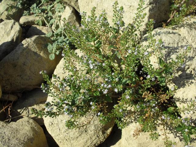 Veronica da identificare
