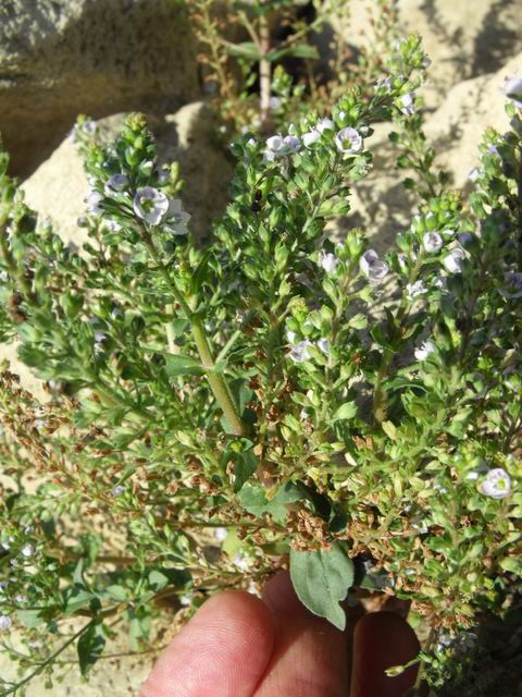 Veronica da identificare