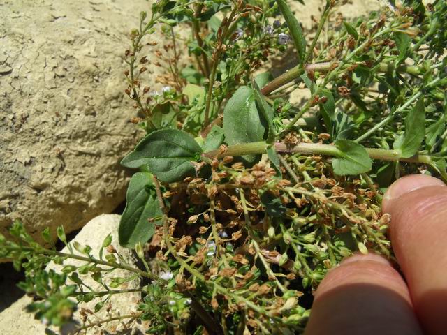 Veronica da identificare