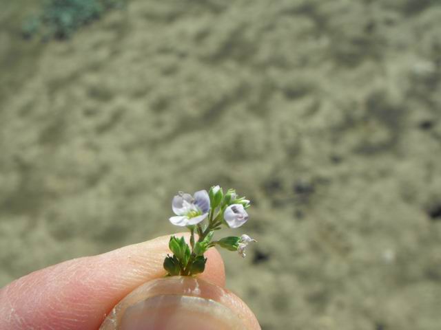 Veronica da identificare