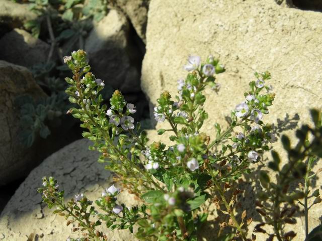 Veronica da identificare