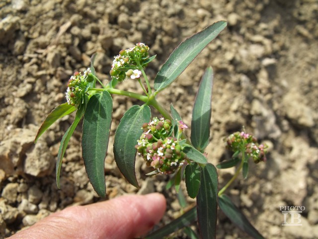 Euphorbia  sp.