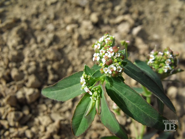 Euphorbia  sp.