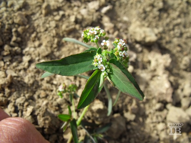 Euphorbia  sp.