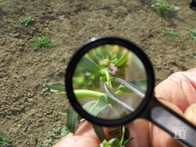 Euphorbia  sp.