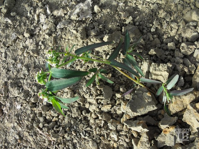 Euphorbia  sp.