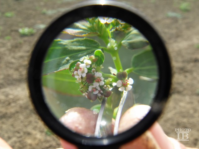 Euphorbia  sp.