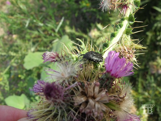 Oxythyrea funesta, Cetoniidae.