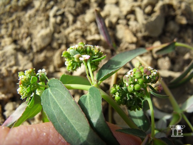 Euphorbia  sp.