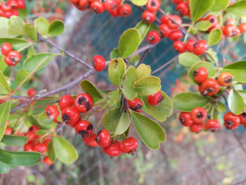 Pyracantha crenulata  / Agazzino crenulato