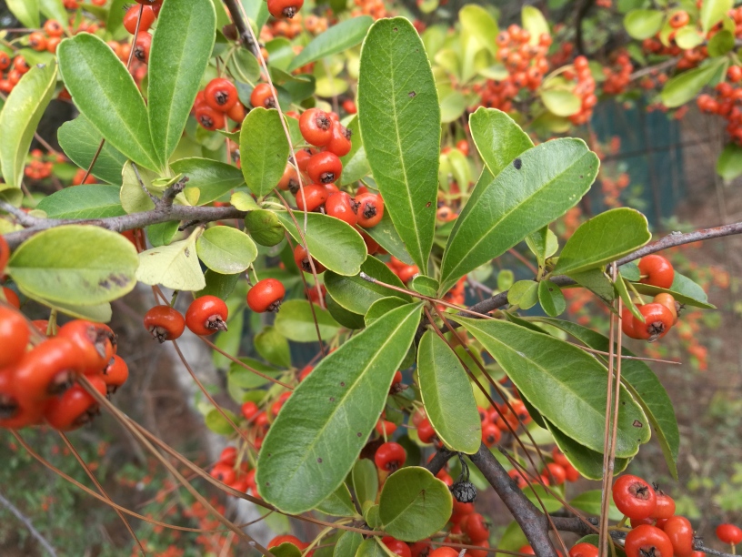 Pyracantha crenulata  / Agazzino crenulato