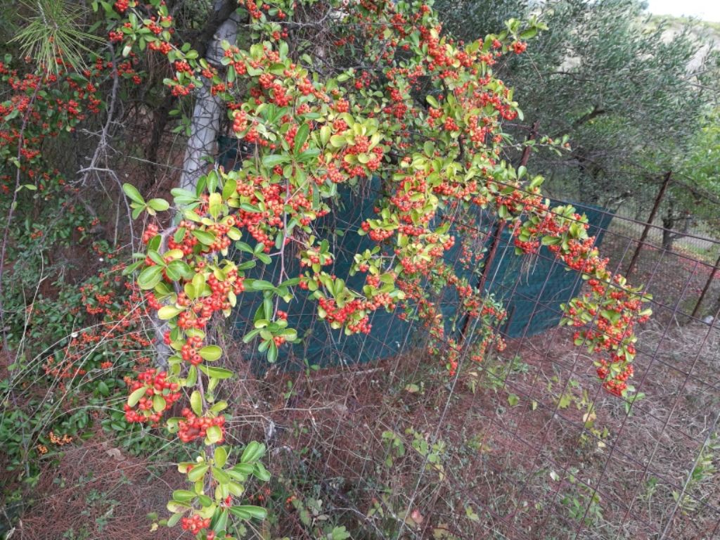 Pyracantha crenulata  / Agazzino crenulato