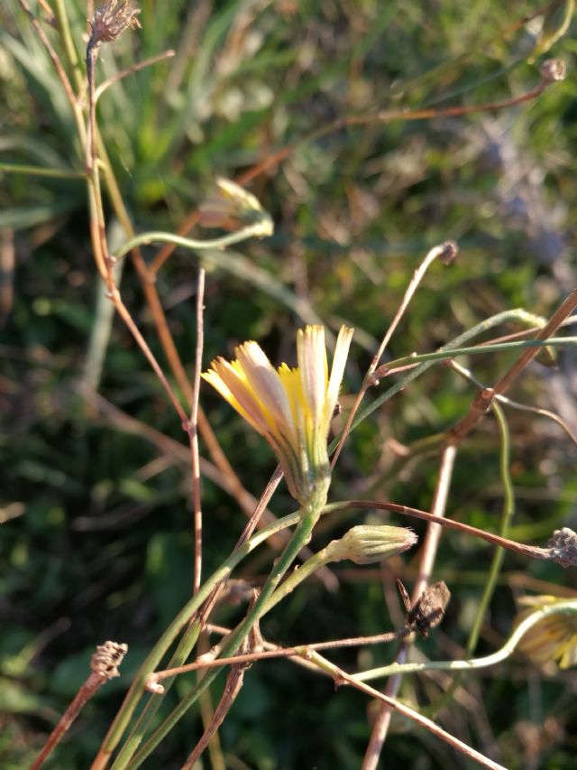 Asteraceae: cfr. Tolpis sp.