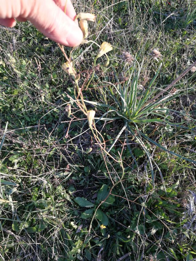 Asteraceae: cfr. Tolpis sp.
