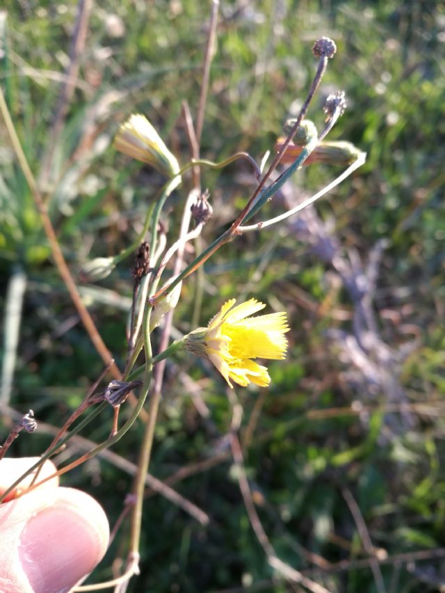 Asteraceae: cfr. Tolpis sp.