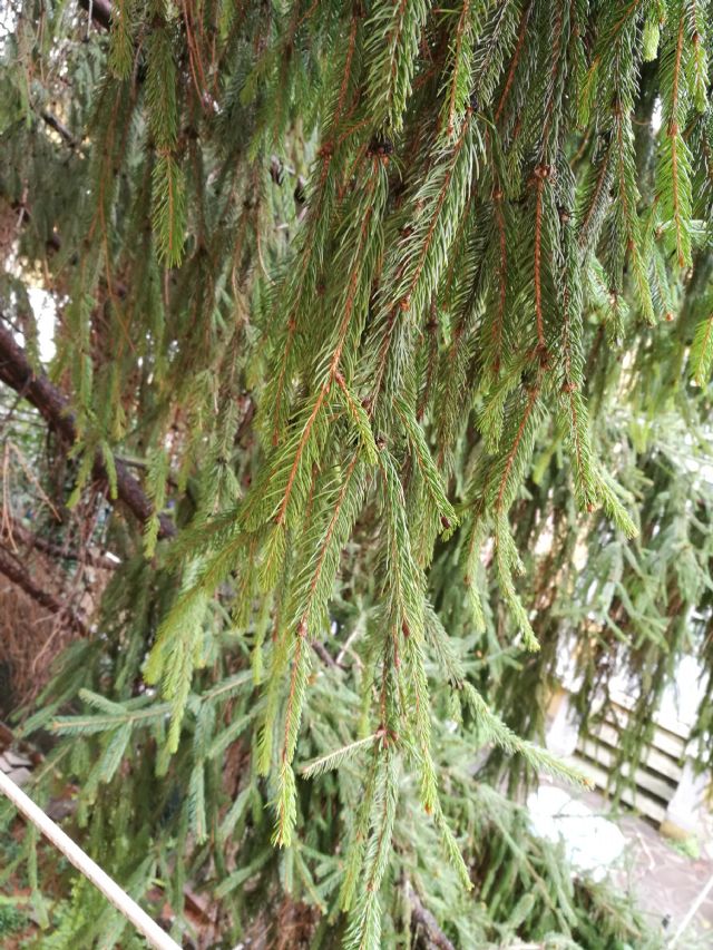 Picea abies / Abete rosso