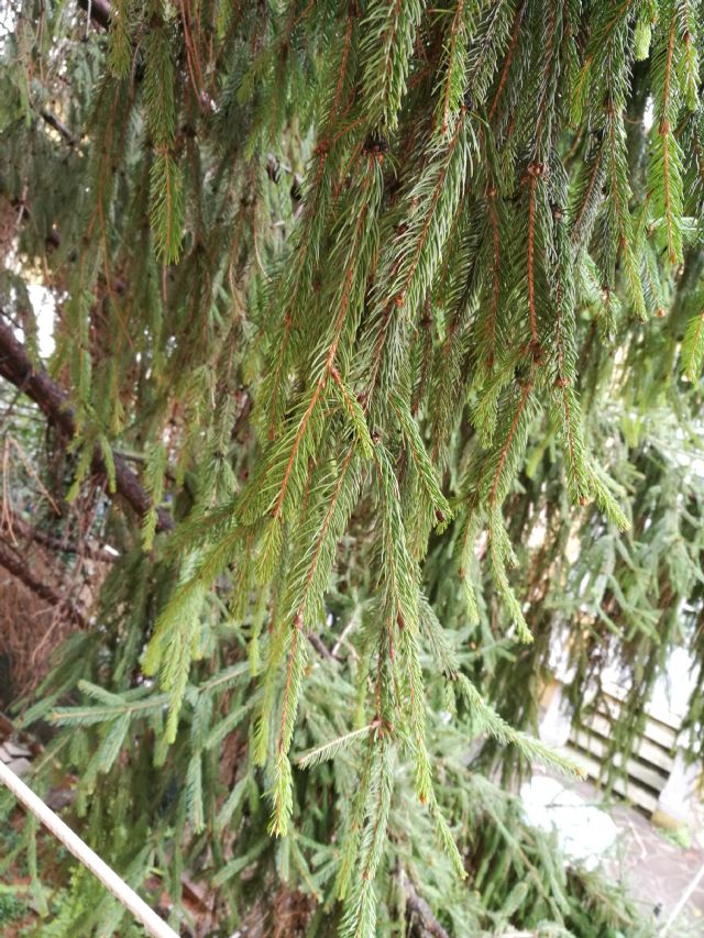 Picea abies / Abete rosso