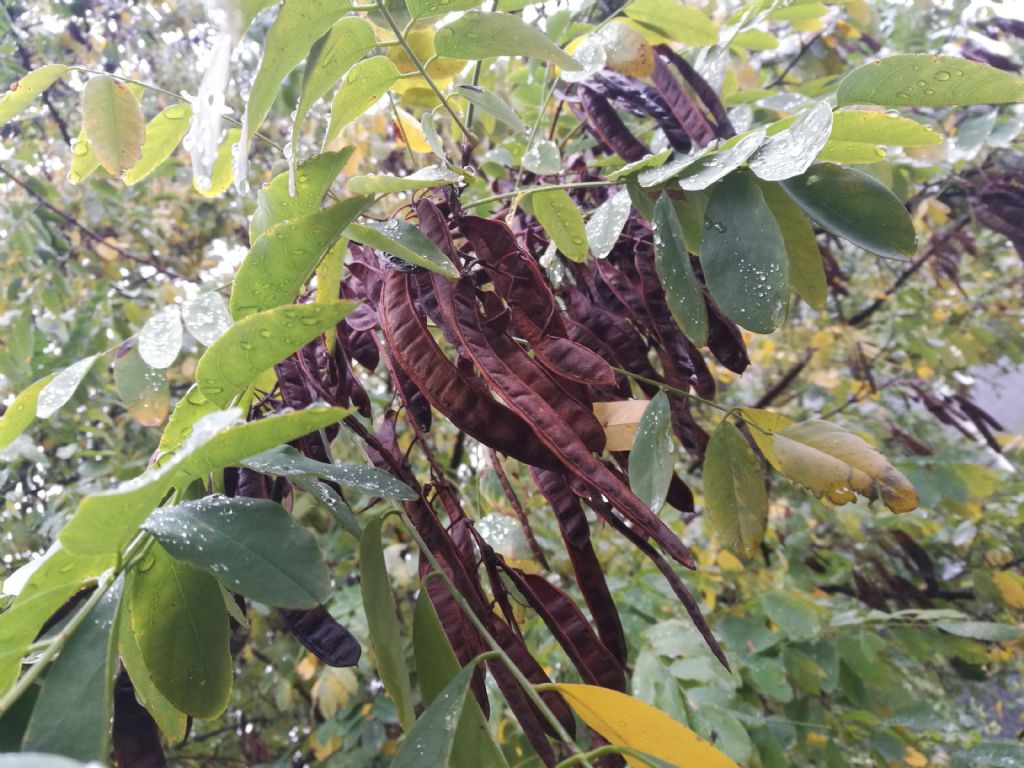 Gleditsia triacanthos (Fabaceae)